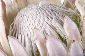 Height Of A Protea Flower Protea Flower Protea Rare Flowers