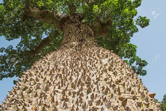 Mga resulta ng larawan para sa Ceiba speciosa Tree trunk"