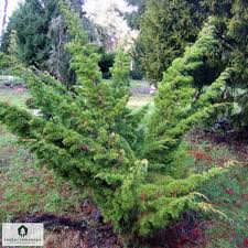 Image result for Juniperus