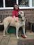 Kangal Anatolian Shepherd