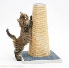 Kedi Tirmalama Kedinizin Tirmalamasi Ile Ilgili Her Turlu Bilgiyi Sitemizde Bulabilirsiniz 2020 Kedi Kedi Kopek Kopek