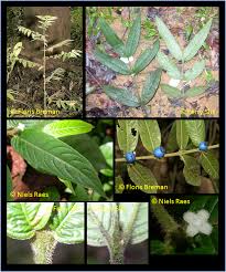 Image result for Lasianthus