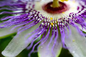 Passiflora Incarnata Passifloraceae If You Have Been Following My Blog Or Studied With Me You Know I Am Interested I Passion Flower Flower Essences Herbalism