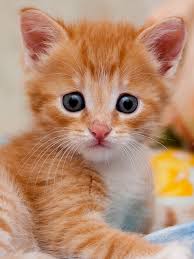 Kedi Giren Eve Doktor Girmez Sevimli Hayvan Yavrulari Sevimli Kedi Yavrulari Kedi