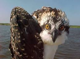 Birds Native To Virginia Beach Great Shot Taken At Back Bay Refuge Va Animals National Wildlife Refuge Wildlife