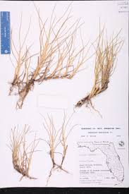 Image result for Paspalum vaginatum