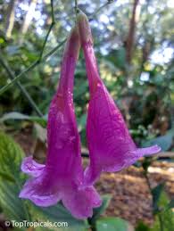 Image result for Strobilanthes