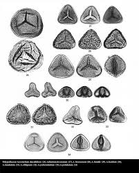 Image result for Indigofera fuscobarbata