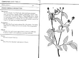 Image result for Bidens pilosa