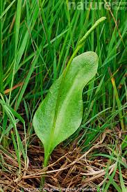 Image result for Ophioglossum vulgatum