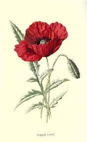 Flowers 00576 Common Poppy Vintage Printable Illustration Etsy Poppy Flower Drawing Botanical Drawings Flower Drawing