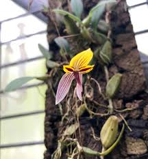Image result for Bulbophyllum sandersonii