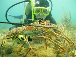Time For Honduras To End Scuba Diving For Lobster National Geographic Society Newsroom