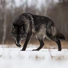 A Large Black Wolf In The Snow Natureisfuckinglit Timber Wolf Wolf Spirit Animal Wolf Photography