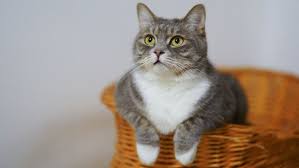 Jika anda mengalami mimpi yang seperti ini artinya mimpi anda ini merupakan suatu pertanda bahwa anda akan mengalami sebuah kerugian. Sebelum Mati Kenapa Kucing Menjauh Dari Majikannya Dan Pergi Bersembunyi Era Id