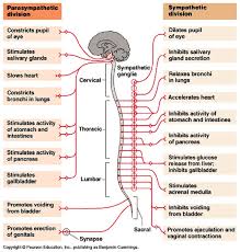 49 Reasonable Regulation Of Respiration Flow Chart