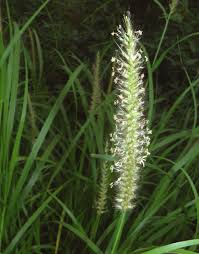 Image result for Cenchrus ciliaris