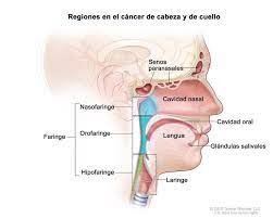 Canceres De Cabeza Y Cuello Instituto Nacional Del Cancer
