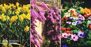 We did not find results for: 56 Beautiful Summer Flowers That Will Transform Any Exterior