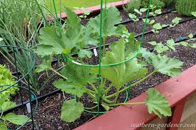 So you could fit 8 plants in your 4. Growing Zucchini Vertically I Am Trying To Grow My Zucchin Flickr