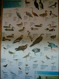Bird Identification Chart In A Hide Picture Of Parque