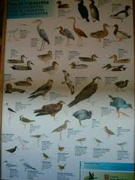 bird identification chart in a hide picture of parque