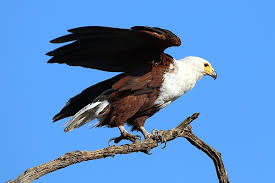 Adler srl è un'azienda chimica che opera da oltre quarant'anni nel settore delle tinte per legno per l'arredo di interni. Adler Blue White Tailed Eagle Free Photo On Pixabay