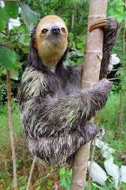 Fauna Of French Guiana Part Two Cute Sloth Pictures Sloth Cute Baby Sloths