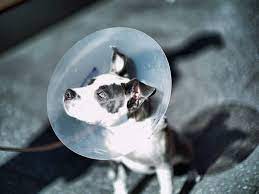 sterilizaciya sobak osnovnye metody vse za i protiv operacii