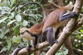 Image result for Monotes africanus