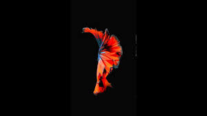 Amazing collection of wallpapers for iphone to fit your taste! Animated Wallpaper N 9 From Iphone 6s And Ios 9 Ispazio Net Exclusive Youtube