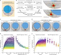 Kinesin 4 Kif21b Limits Microtubule Growth To Allow Rapid Centrosome Polarization In T Cells Biorxiv