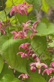 We have hundreds of the best perennials for your shade gardens.the largest selection of shade tolerant plants in the us. Shade Loving Perennials 25 Best Perennial Flowers For Shade