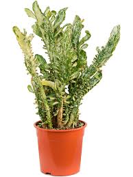 Image result for Opuntia monacantha