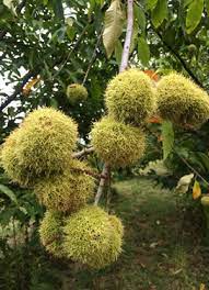 We did not find results for: Endangered Trees Of Indiana Part 1 American Chestnut Castanea Dentata Purdue Extension Forestry Natural Resources