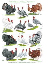 A4 Laminated Posters Breeds Of Turkey Turkey Breeds Bird