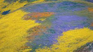 This time of the year is also a great place to check out spring flowers and take some nice pictures with your family at the best flower fields in. 10 Best Places To See California Spring Blooms And Wildflowers This Life Of Travel