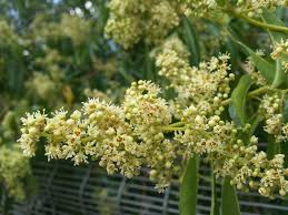 Image result for Heteropyxis natalensis