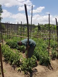 Agricultural professionals like farmers, fisherman and ranchers have been using ipm techniques for centuries. Integrated Pest Management Project To Support Sustainable Vegetable Farming In Ethiopia Idh The Sustainable Trade Initiative