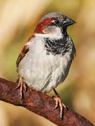 اﻟﻌﺠﻮﺯ ﻭفرخ النسر ﺑﻴﻨﻤﺎ ﻛﺎﻥ ﺭﺟﻞ ﻛﺒﻴﺮ ﺍﻟﺴﻦ ﻳﺴﻴﺮ ﻓﻲ ﺣﺪﻳﻘﺔ ﻋﺎﻣﺔ ﻳﺘﺄﻣﻞ ﻓﻲ ﺍﻟﺠﻤﺎﻝ ﺍﻟﻤﺤﻴﻂ ﺑﻪ ﻣﻦ ﺃﺷﺠﺎﺭ ﻋﺎﻟﻴﺔ ﺑﺎﺳﻘﺔ ﻓﺠﺄﺓ house sparrow beautiful birds colorful birds