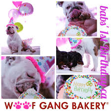 Keep in mind your dog's personality and how much of the etiquette lesson from princess diaries your dog has retained as well as the fact that there are some weirdos in this world/possibly at the restaurant who don't like dogs. Dog Bakery For Pets Dog Cakes Treats In Lake Mary At Woof Gang Bakery Grooming Heathrow