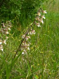 Image result for Epipactis africana