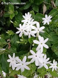 Image result for Jasminum