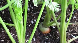 Growing Carrots In Containers Step By Step With Pictures