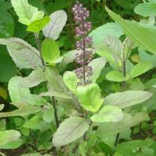 Image result for Ocimum