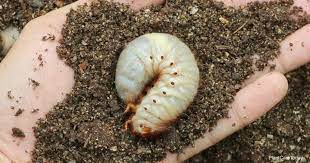 After one application of grubex and time, i have only had one or two incidents of armadillos in the yard. What You Need To Know About Controlling Grubs With Scotts Grubex
