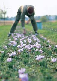 How To Grow Saffron Vegetable Gardener Growing Saffron Saffron Plant Growing Herbs