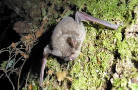1 new zealand bat fly unrelated to our earlier bloodsucking bat fly, this oddball species belongs to its very own taxonomic family. New Zealand Short Tailed Bats Native Animal Conservation