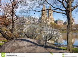 «we're spotting #signsofspringnyc in conservatory garden — from crocuses to witch hazel to…» Central Park See Mit Yoshino Cherry Trees Im Fruhjahr Nyc Stockfoto Bild Von Stadt Kirsche 53306164