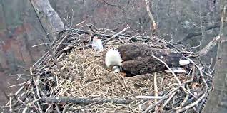 During breeding season, both birds protect the nest. Eaglet Death A Lesson In Ecology